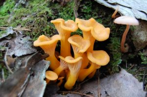 The ectomycorrhizal Craterellus ignicolor